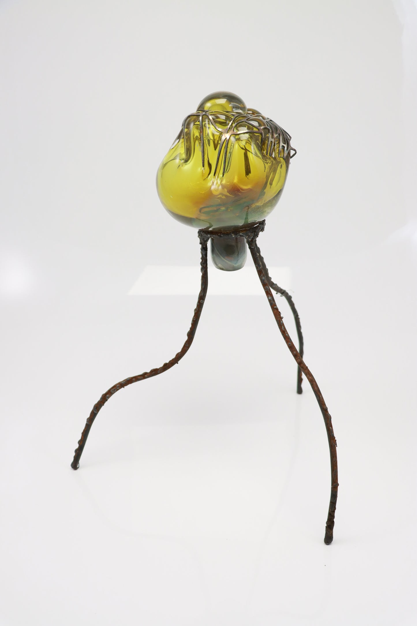 Organsprojektion XVII