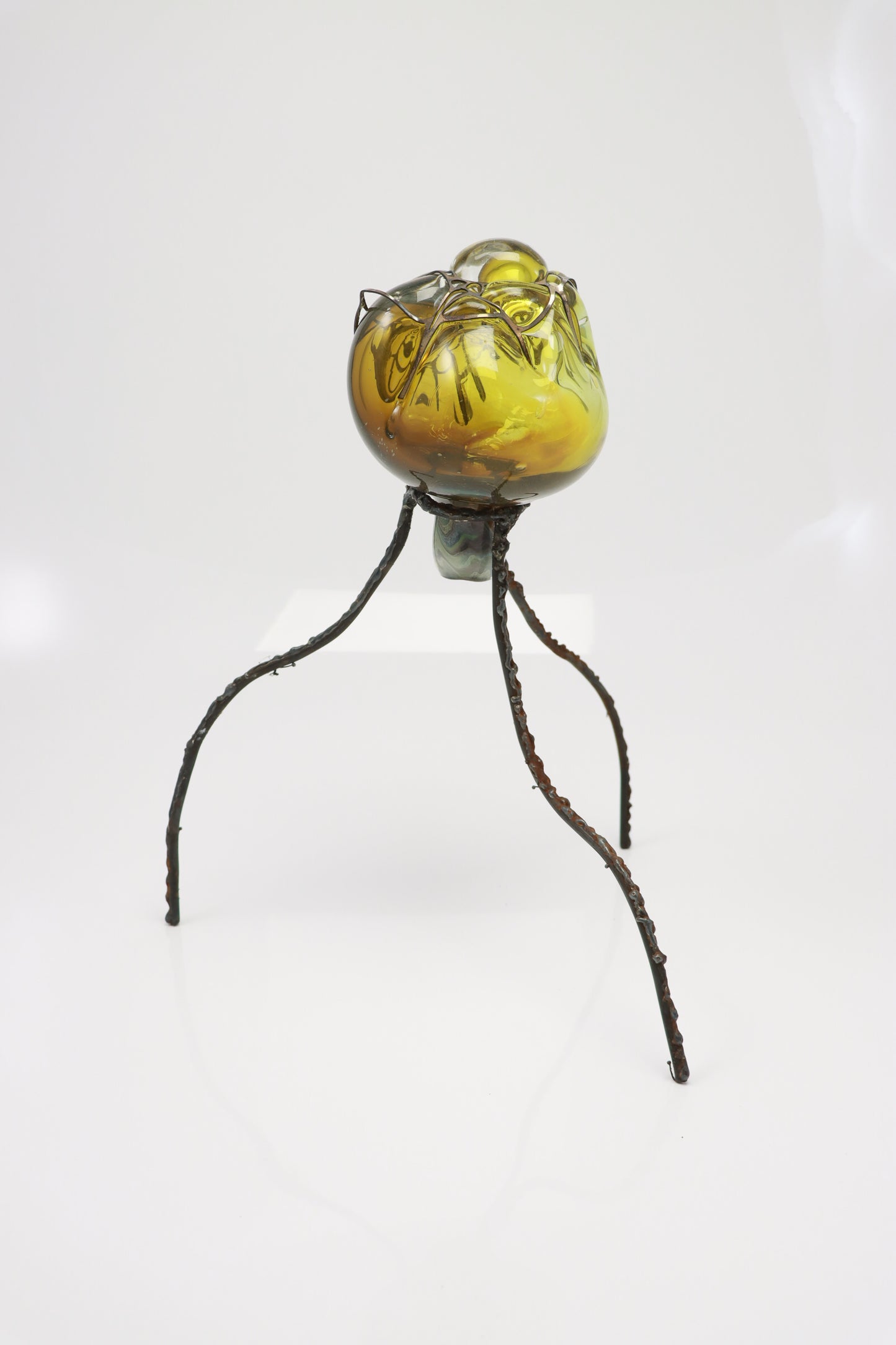 Organsprojektion XVII